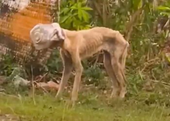 Une chienne se coince la tête dans un bocal et erre pendant des jours à la recherche d’aide