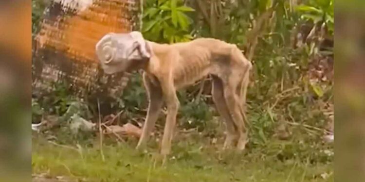 Une chienne se coince la tête dans un bocal et erre pendant des jours à la recherche d’aide