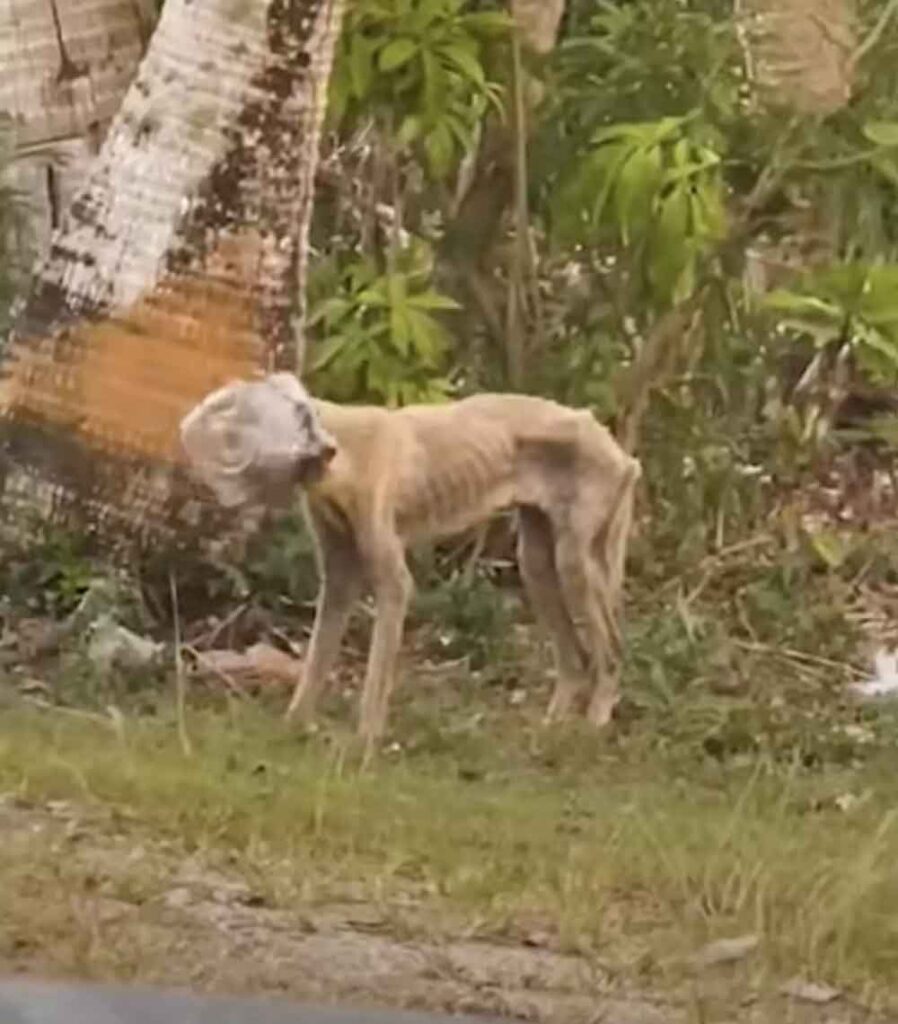 Une chienne se coince la tête dans un bocal et erre pendant des jours à la recherche d’aide