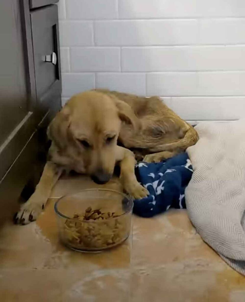 Une chienne se coince la tête dans un bocal et erre pendant des jours à la recherche d’aide