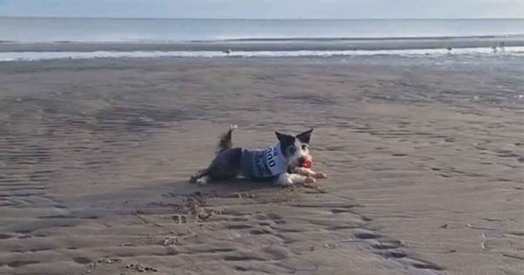 Une chienne séniore et sa maîtresse partagent un rituel quotidien à la plage qui fait fondre les cœurs