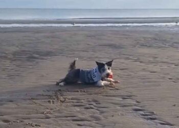 Une chienne séniore et sa maîtresse partagent un rituel quotidien à la plage qui fait fondre les cœurs