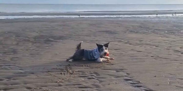 Une chienne séniore et sa maîtresse partagent un rituel quotidien à la plage qui fait fondre les cœurs (vidéo) 1 Une chienne séniore et sa maîtresse partagent un rituel quotidien à la plage qui fait fondre les cœurs