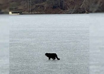 Une femme voit un chat échoué sur un lac gelé, puis la glace commence à se fissurer