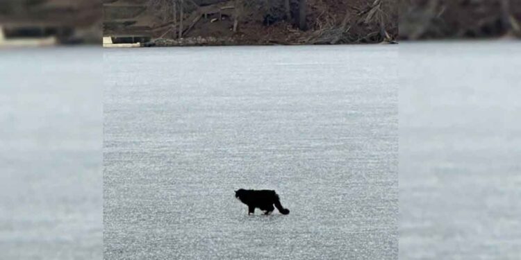 Une femme voit un chat échoué sur un lac gelé, puis la glace commence à se fissurer