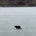 Une femme voit un chat échoué sur un lac gelé, puis la glace commence à se fissurer