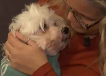 Une livreuse accusée de vol de chien le restitue après la médiatisation de l affaire