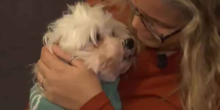 Une livreuse accusée de vol de chien le restitue après la médiatisation de l affaire