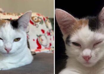 Une propriétaire dévoile pourquoi son jeune chat cligne souvent d un œil