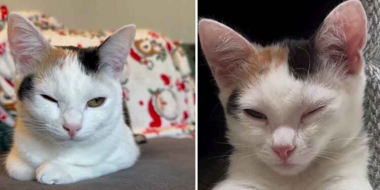 Une propriétaire dévoile pourquoi son jeune chat cligne souvent d un œil