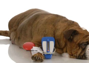 Le diabète chez les chiens - ce que vous devez savoir 21 diabète chez le chien