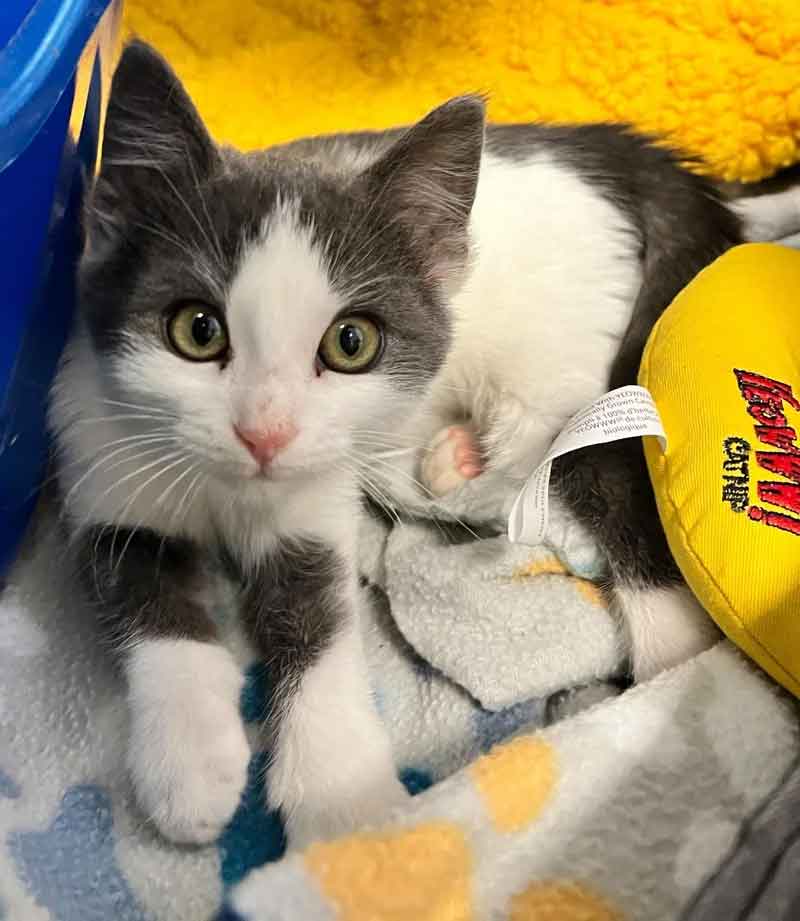 Un chaton sauvé de la rue fête son premier Noël parfait dans un foyer aimant