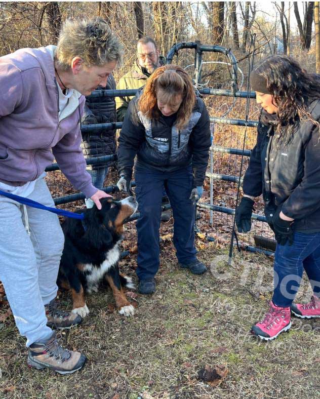 la chienne Trixie est enfin sauvée