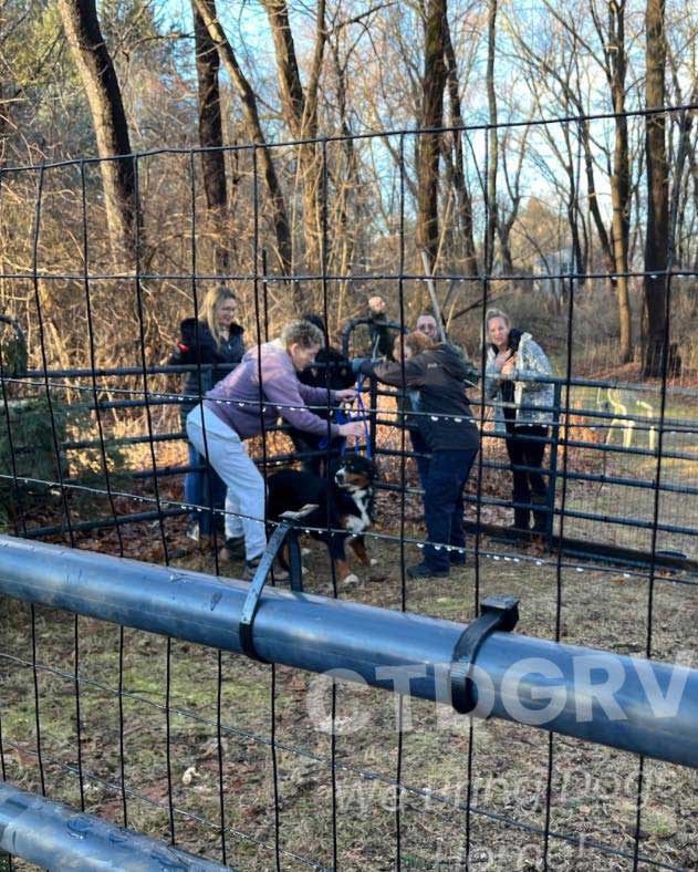 la chienne Trixie est enfin sauvée