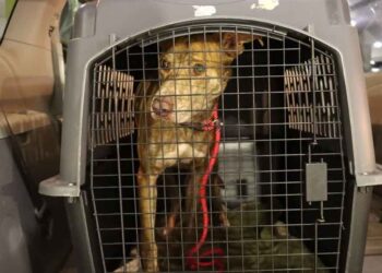 Un chien errant aveugle retrouvé errant seul