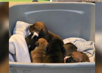 Un pasteur trouve une boîte de chiots nouveau-nés sur les marches de l église