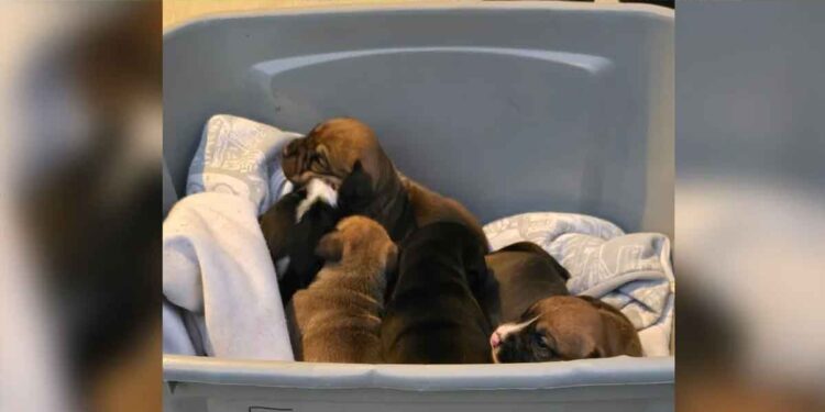 Un pasteur trouve une boîte de chiots nouveau-nés sur les marches de l église