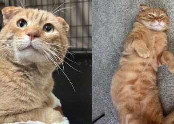 Une femme sauve un chat errant timide aux oreilles froissées ; il profite désormais de la vie.