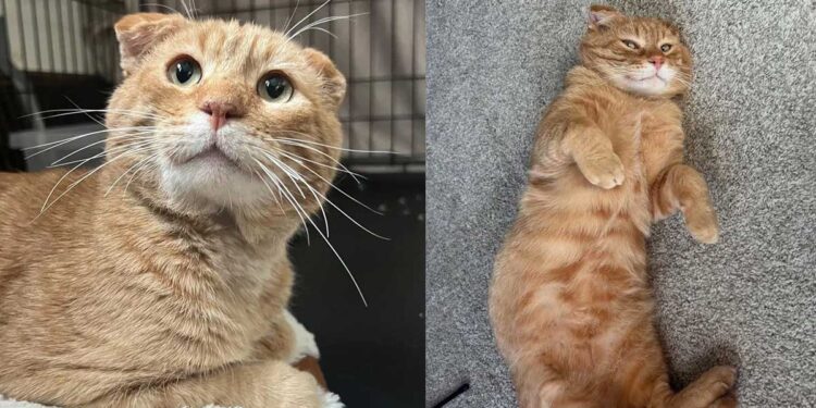 Une femme sauve un chat errant timide aux oreilles froissées ; il profite désormais de la vie.