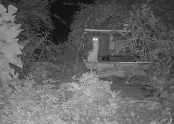 Une paire d yeux brillants sur une caméra de sécurité s avère être un ami disparu