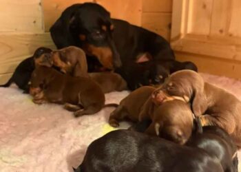 Une petite chienne étonne tout le monde en donnant naissance à un nombre incroyable de chiots