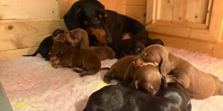 Une petite chienne étonne tout le monde en donnant naissance à un nombre incroyable de chiots