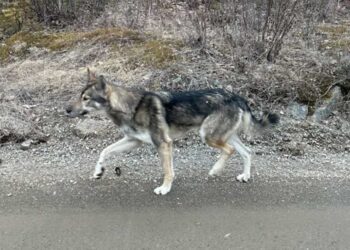 Cinq jours seul dans la forêt ce chien de traîneau ne reconnaît plus sa maîtresse au moment du sauvetage