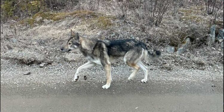 Cinq jours seul dans la forêt ce chien de traîneau ne reconnaît plus sa maîtresse au moment du sauvetage