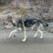 Cinq jours seul dans la forêt ce chien de traîneau ne reconnaît plus sa maîtresse au moment du sauvetage