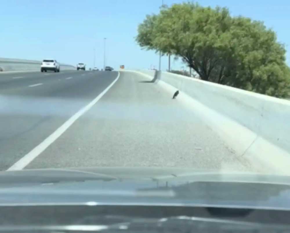 Il pensait que ce n étaient que des débris sur l autoroute