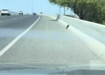 Il pensait que ce n étaient que des débris sur l autoroute