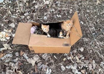 Laissée pour compte et oubliée une famille de chats abandonnée