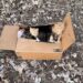 Laissée pour compte et oubliée une famille de chats abandonnée