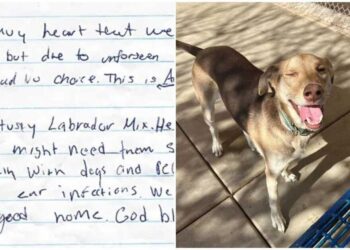 Un chien amical abandonné sur un parking avec un mot plein de larmes trouve le foyer aimant qu il mérite