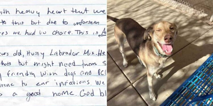 Un chien amical abandonné sur un parking avec un mot plein de larmes trouve le foyer aimant qu il mérite