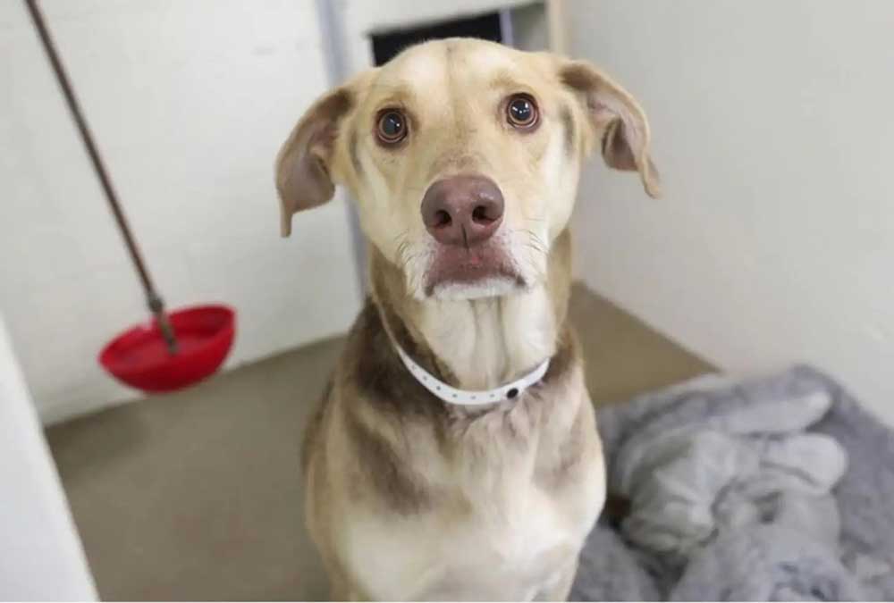Un chien amical abandonné sur un parking avec un mot plein de larmes trouve le foyer aimant qu il mérite