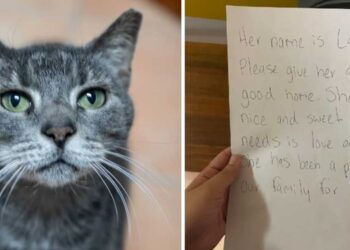 Une chatte âgée abandonnée avec un mot déchirant garde espoir de trouver un foyer
