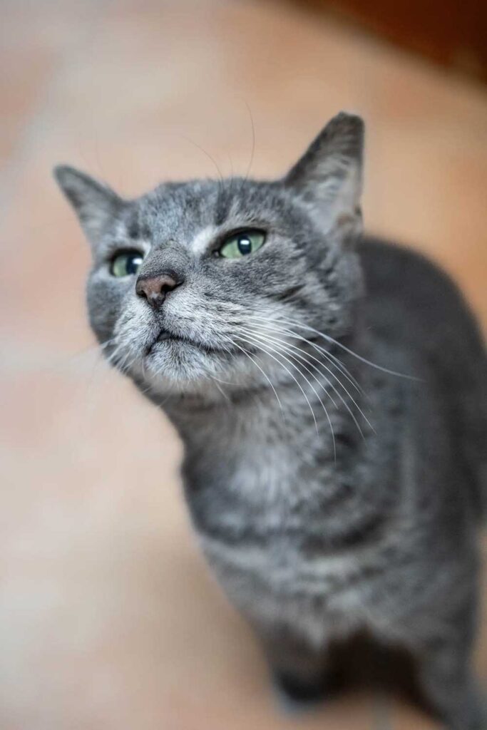 Une chatte âgée abandonnée avec un mot déchirant garde espoir de trouver un foyer