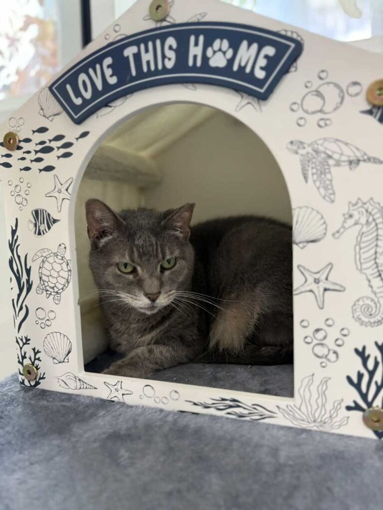 Une chatte âgée abandonnée avec un mot déchirant garde espoir de trouver un foyer