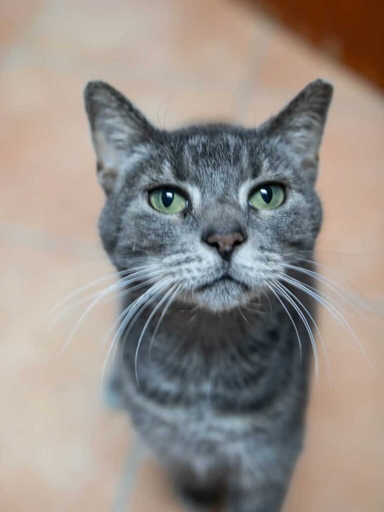 Une chatte âgée abandonnée avec un mot déchirant garde espoir de trouver un foyer