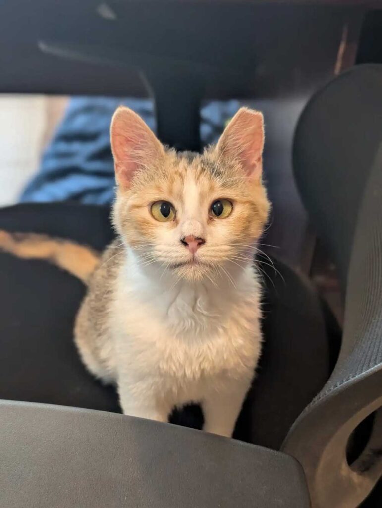 Une petite chatte de la bibliothèque perd sa maison remplie de livres