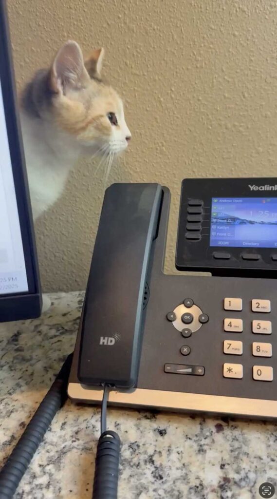 Une petite chatte de la bibliothèque perd sa maison remplie de livres