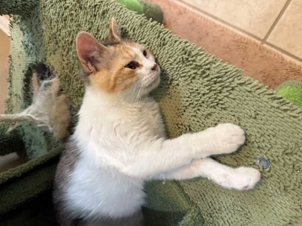 Une petite chatte de la bibliothèque perd sa maison remplie de livres