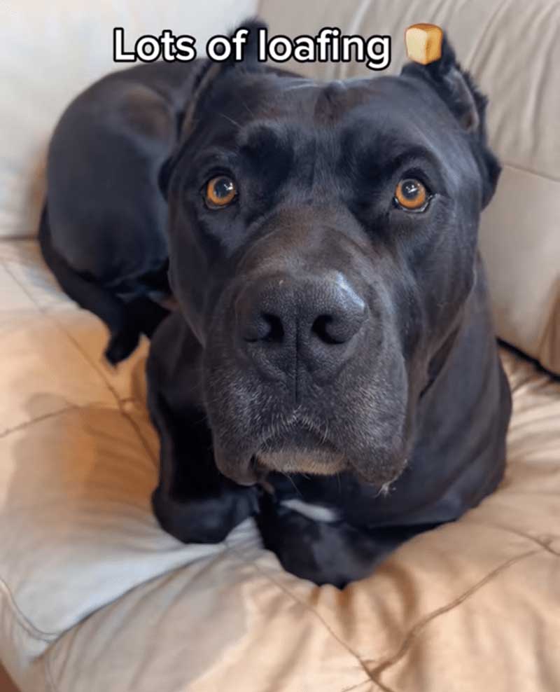 Le propriétaire révèle que son chien se comporte comme un chat et devient viral sur les réseaux sociaux 4 Le propriétaire révèle que son chien se comporte comme un chat et devient viral sur les réseaux sociaux