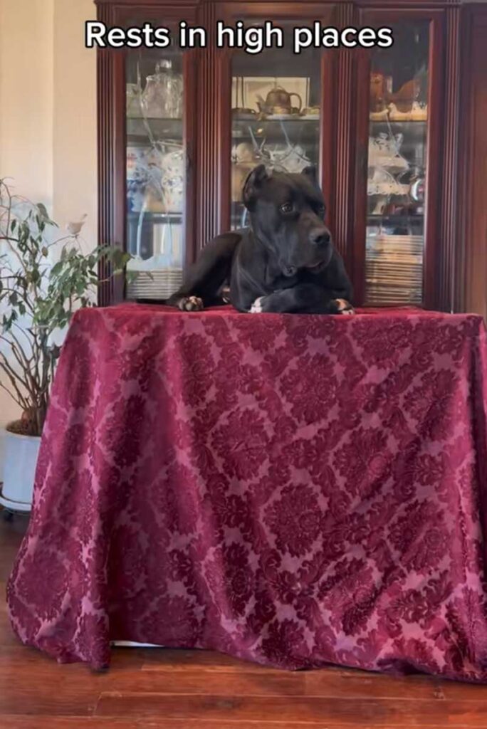 Le propriétaire révèle que son chien se comporte comme un chat et devient viral sur les réseaux sociaux 2 Le propriétaire révèle que son chien se comporte comme un chat et devient viral sur les réseaux sociaux