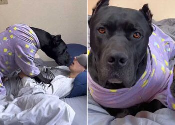 Le propriétaire révèle que son chien se comporte comme un chat et devient viral sur les réseaux sociaux