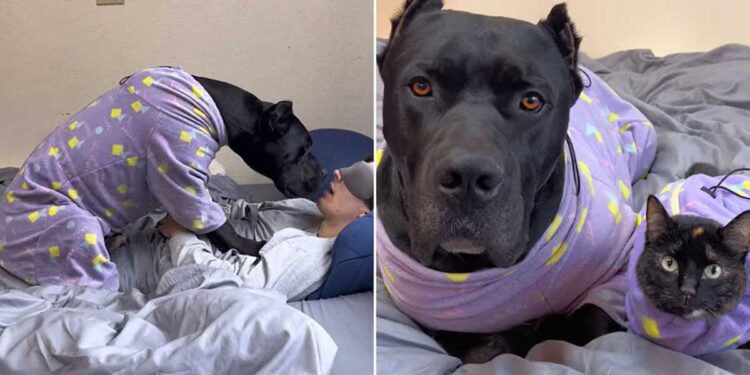 Le propriétaire révèle que son chien se comporte comme un chat et devient viral sur les réseaux sociaux