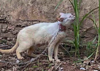 Affamée enchaînée oubliée jusqu à ce que la compassion la libère