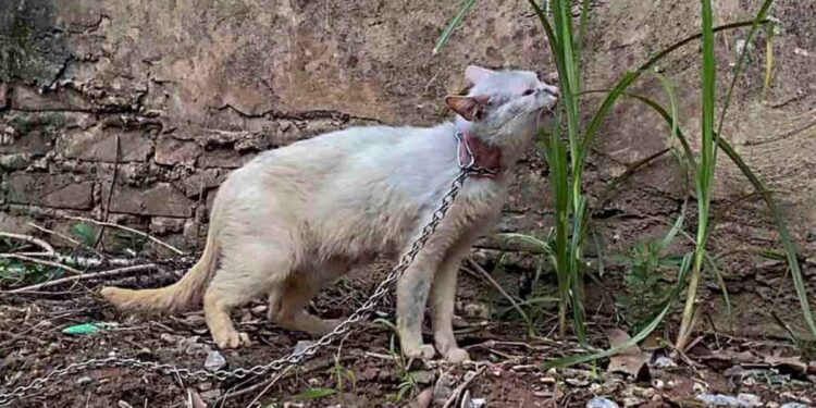 Affamée enchaînée oubliée jusqu à ce que la compassion la libère