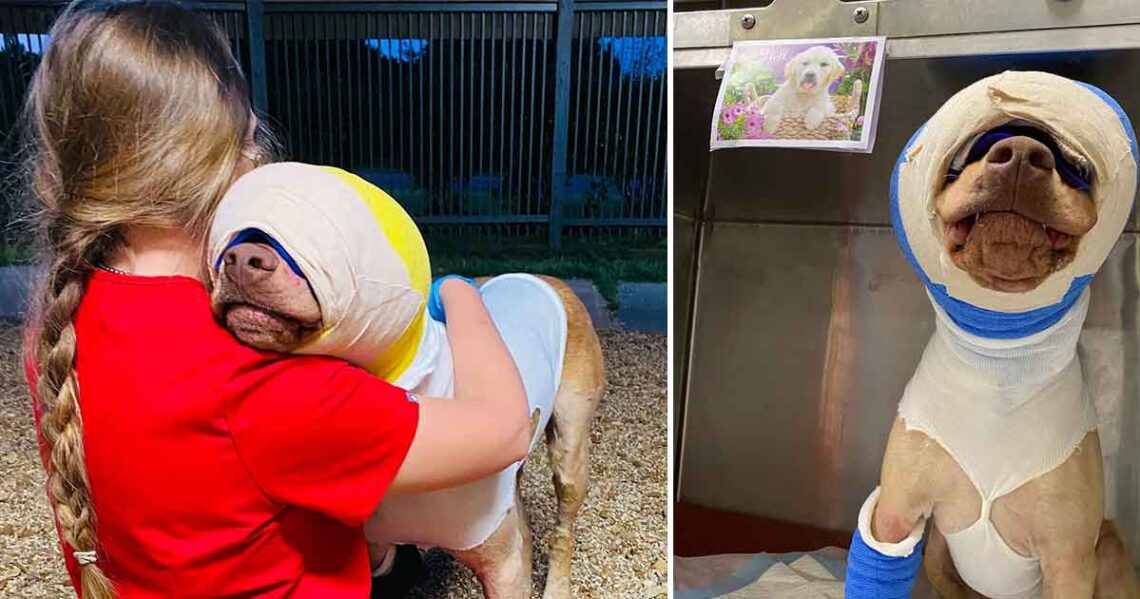 Buddy, le chien qui a été incendié, reçoit des soins de vétérinaires et d'étudiants formés 1 Buddy, le chien qui a été incendié